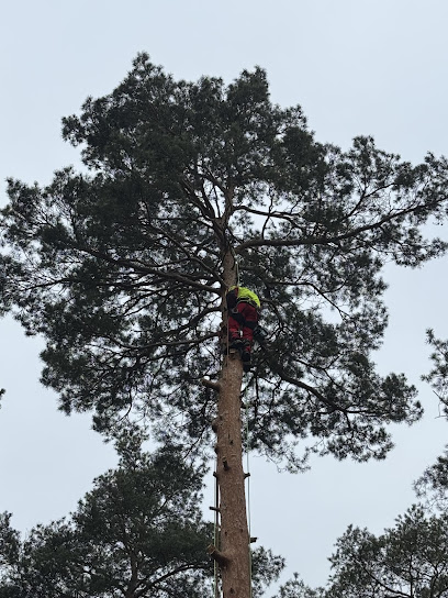 Baumpflegedienst in Barleben
