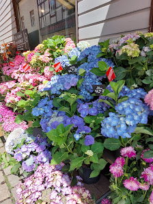 BLUME2000 Wernigerode