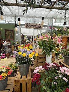 Blumenliebe Quedlinburg