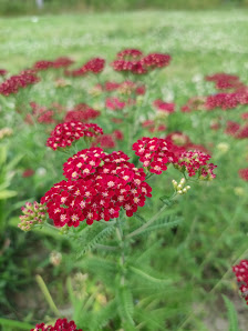 Blumenwiese Seventy-Nine