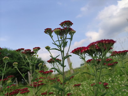 Blumenmarkt in Sommersdorf