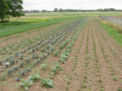 Öko-Gartenbau