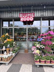 BLUME2000 Elmshorn Hayunga