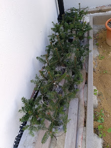 Pflanzenversand Garten Schlüter