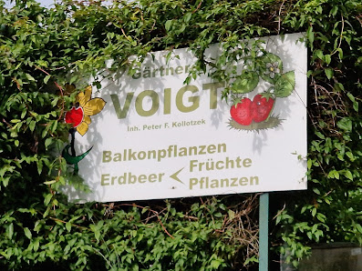 Werner Voigt Inh. P.F. Kollotzek - Balkonpflanzen - Erdbeerplantage