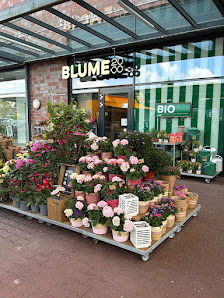 BLUME2000 Reinbek
