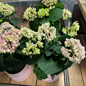 BLUME2000 im Famila Trittau