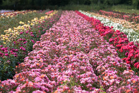 Rosen Tantau