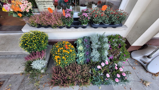 Blumen Suck, Inh. Carola Halfpap e.K.