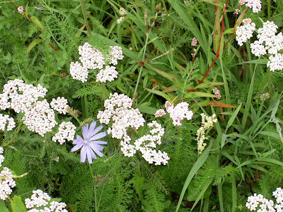 Trifolia Pflanzenkulturen -Dieckmann