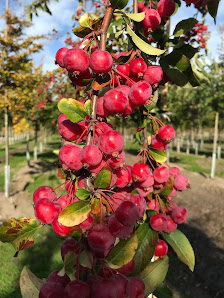 Sievers Baumschulen GmbH, Horst / Holstein