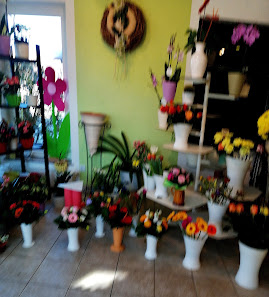 Blumen Franke