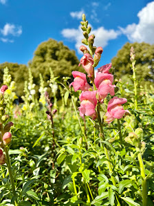 Blumen selber pflücken