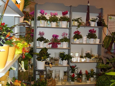 Blumenhaus Hänel