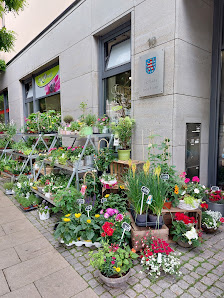 Blumen Edelweiß Bad Langensalza