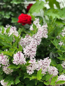 Gartenpflege Buzhala