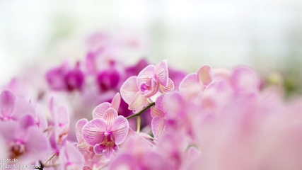 Orchideenzüchter