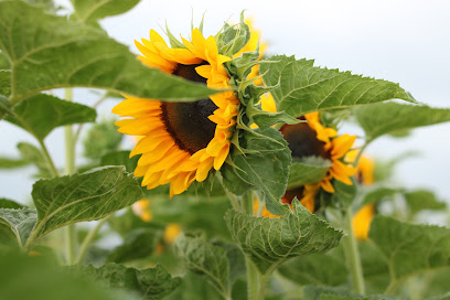 Blumengeschäft