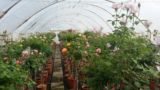 Rosen Bähr - Blumengroßhandel in Friesenheim