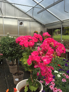 Blumen Salzinger