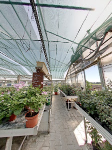 Fuchsiengärtnerei Rosi Friedl