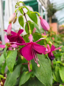 Fuchsiengärtnerei Rosi Friedl