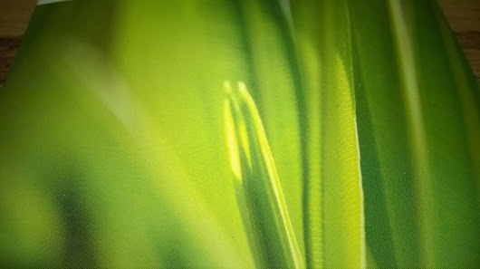 BELLISSIMA Blumen-Schlie