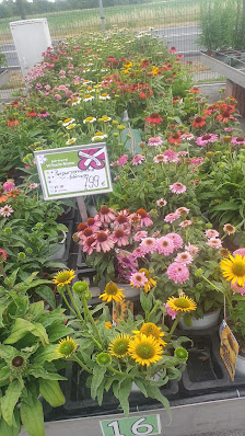 Gärtnerei Wilhelm Blume GmbH