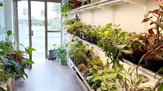 Tante Plantje