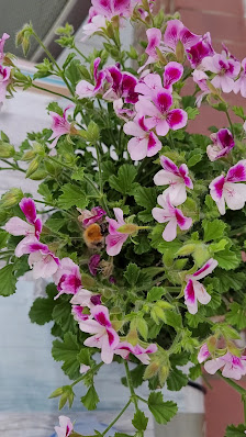 Gärtnerei Wilhelm Blume