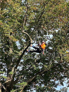 ImBaum - Baumpflege Berlin Friedrichshain