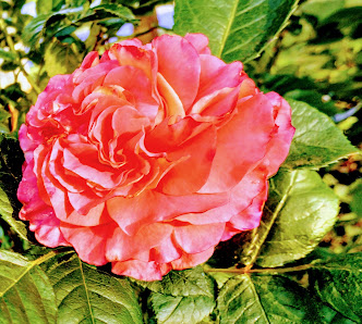 Blütenstube Möller Claudia Floristik