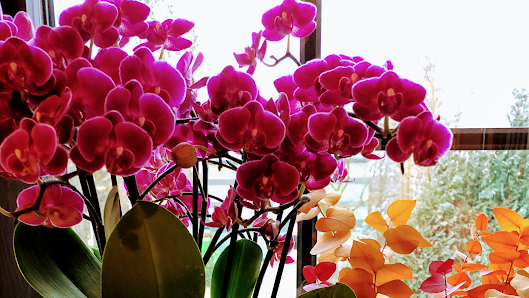 Der Blumenladen