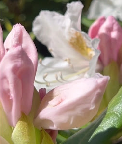 Grün erleben Fleur Gartencenter Bremen