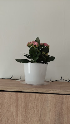 Blumenhaus Le Lan