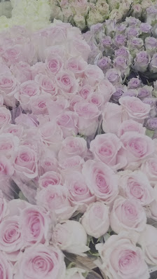 Holländischer Blumenkönig