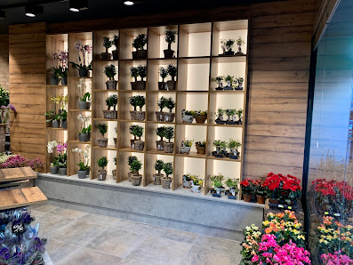Blumen Timm