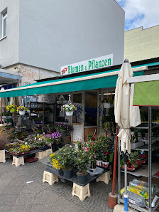 Blumen & Pflanzen