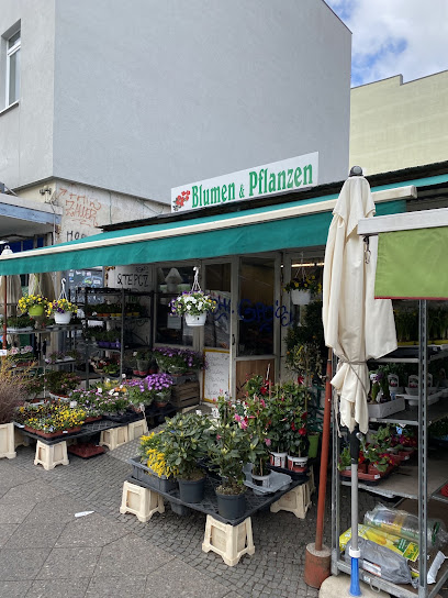 Blumen & Pflanzen