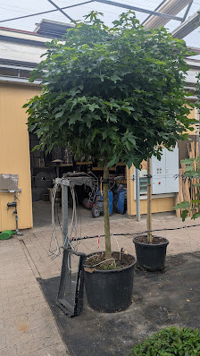 Schweizer Baum und Garten