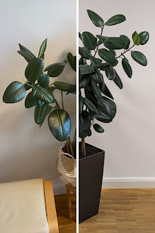 Plant Care
