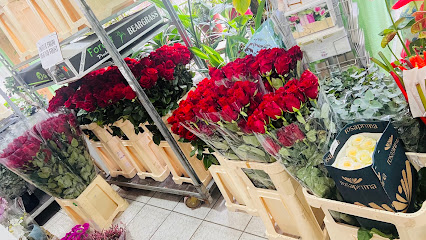 Blumen & Pflanzen 85