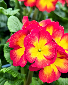 Grün erleben Fleur Gartencenter Ganderkesee