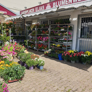 Elias Blumenwelt GmbH