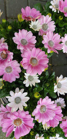 Trends u. Style Blumen und Wohnaccessoires Inh. Patricia Ernst
