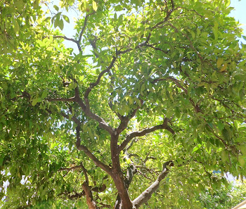 Jardineria Gartengestaltung