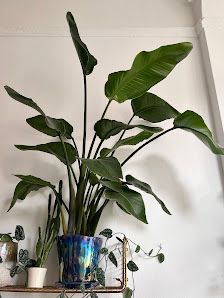 Kians Garden | Blumenladen Steglitz