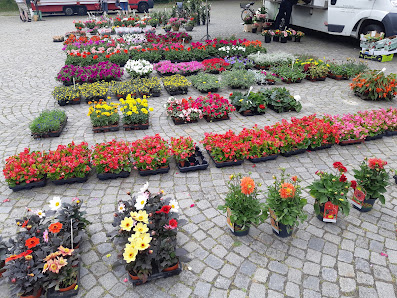 Blumen Dames Twistringen, Inhaber Georg Dames
