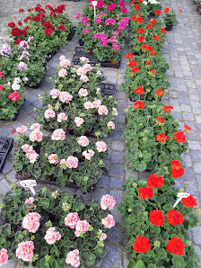 Blumen Dames Twistringen, Inhaber Georg Dames