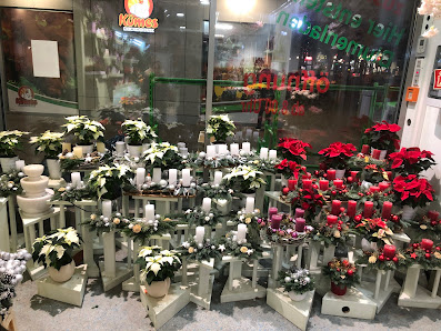 Blumen & Pflanzen